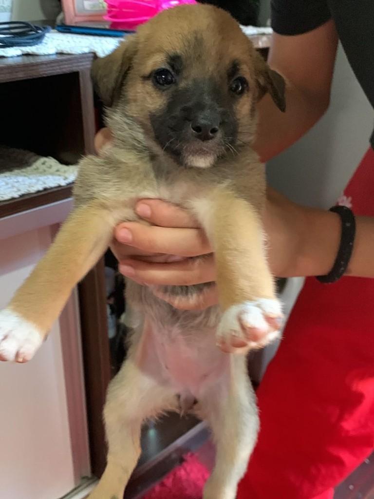 Cloe, cadela de porte médio para adoção em Passo Fundo - RS