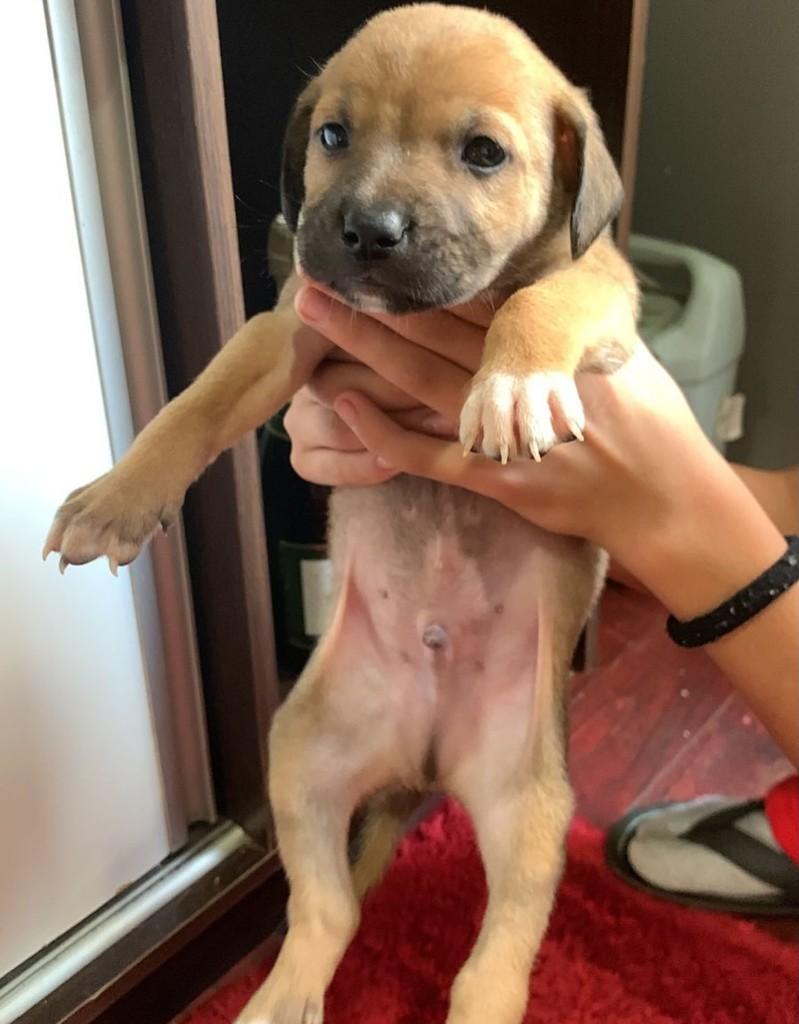Toby, cachorro de porte médio para adoção em Passo Fundo - RS