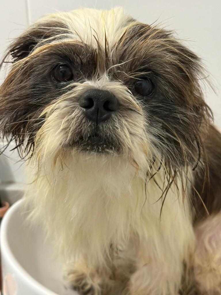 Mocinho, cachorro de porte pequeno para adoção em Passo Fundo - RS
