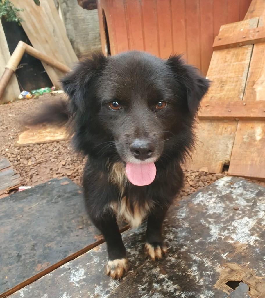 Duque, cachorro de porte pequeno para adoção em Passo Fundo - RS