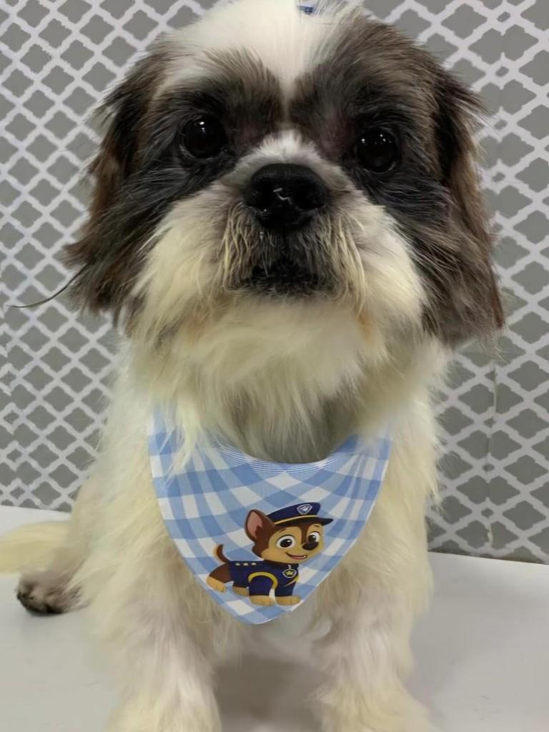 Snoopy, cachorro de porte pequeno para adoção em Passo Fundo - RS