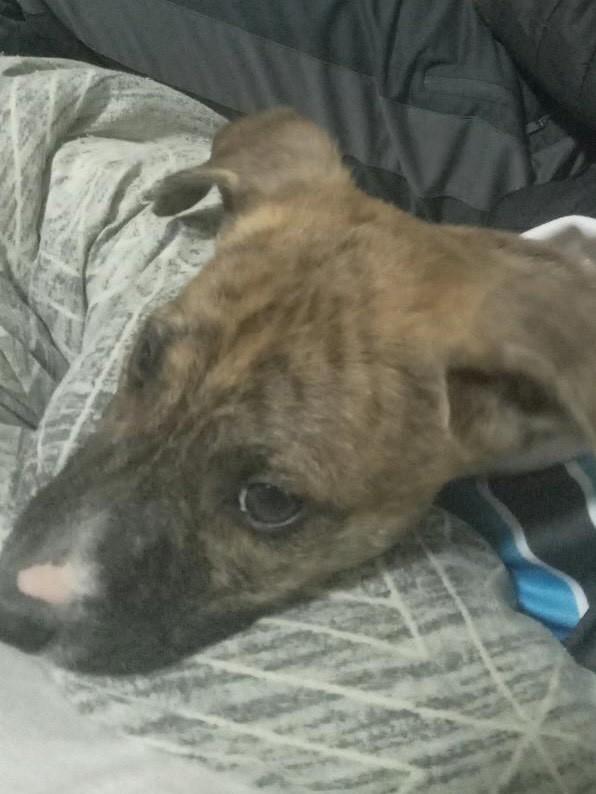 Gabriel, cachorro de porte pequeno para adoção em Passo Fundo - RS