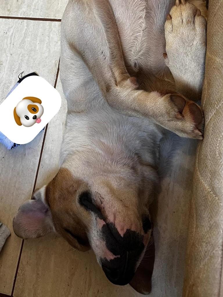 Thor, cachorro de porte médio para adoção em Passo Fundo - RS