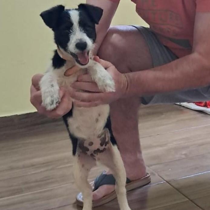 Fiapinho de Manga, cachorro de porte pequeno para adoção em Passo Fundo - RS
