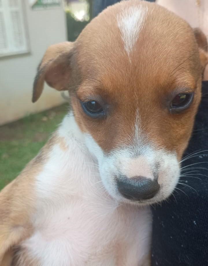 Nami, cadela de porte pequeno para adoção em Passo Fundo - RS