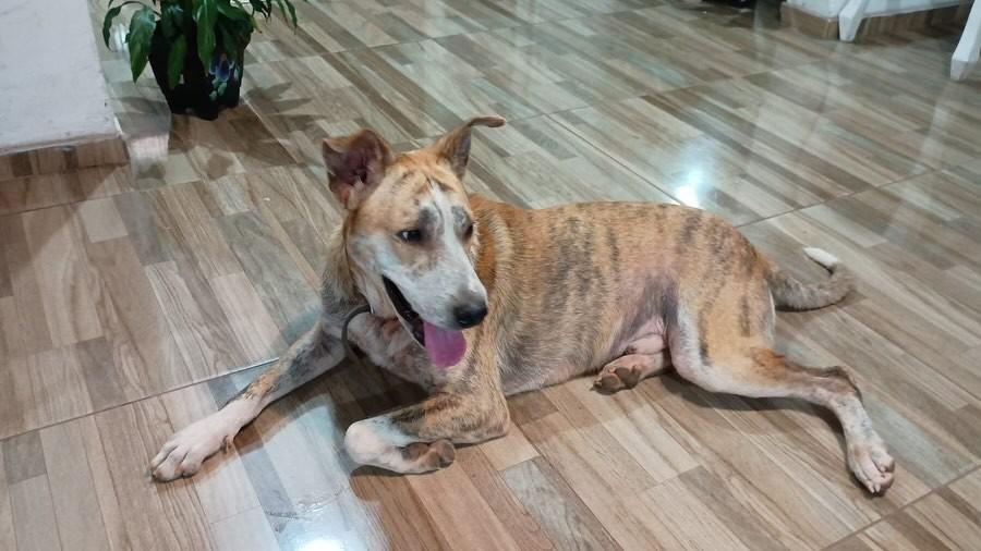 Johnny, cachorro de porte médio para adoção em Passo Fundo - RS