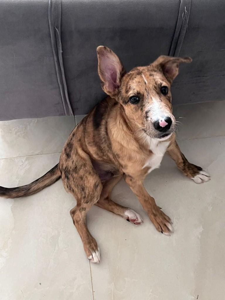 Guapo, cachorro de porte médio para adoção em Passo Fundo - RS
