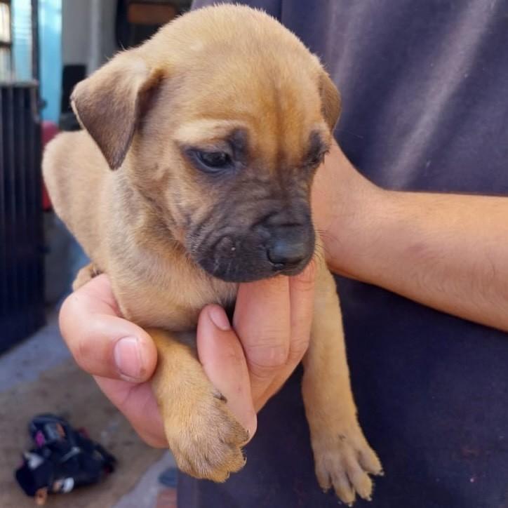 Luke, cachorro de porte pequeno para adoção em Passo Fundo - RS