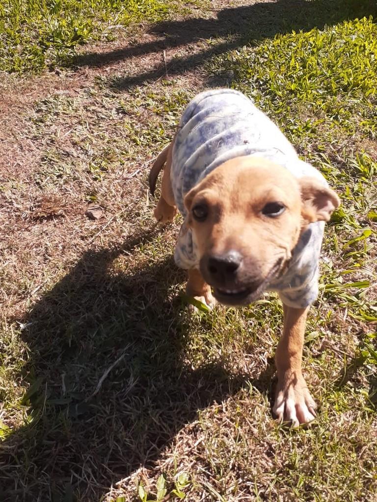 Frida, cadela de porte médio para adoção em Passo Fundo - RS