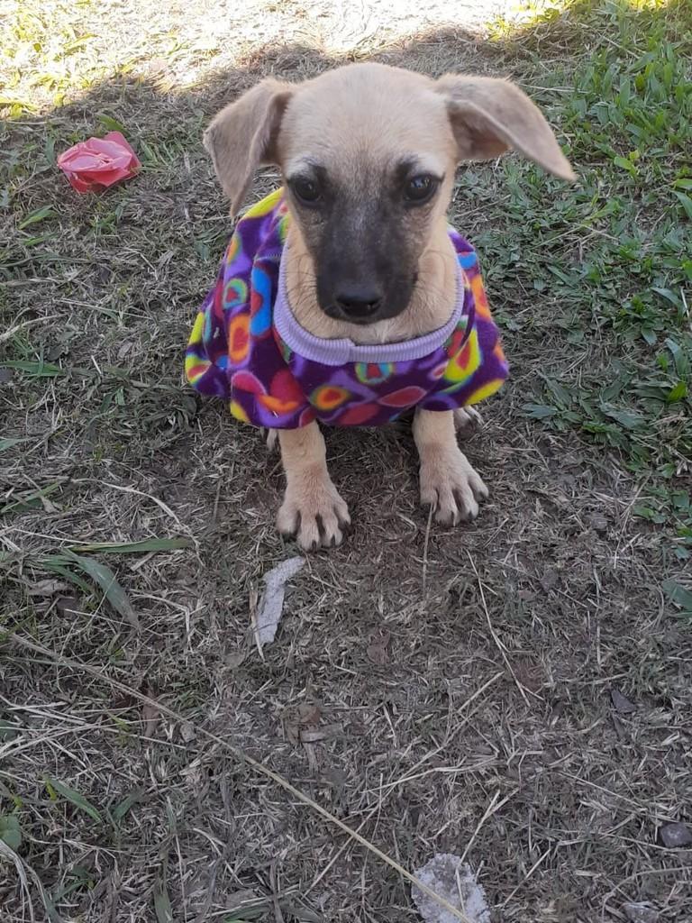 Athena, cadela de porte pequeno para adoção em Passo Fundo - RS