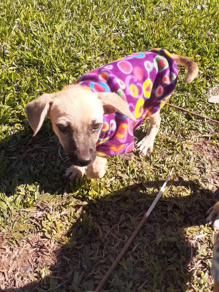 Arya, cadela de porte pequeno para adoção em Passo Fundo - RS