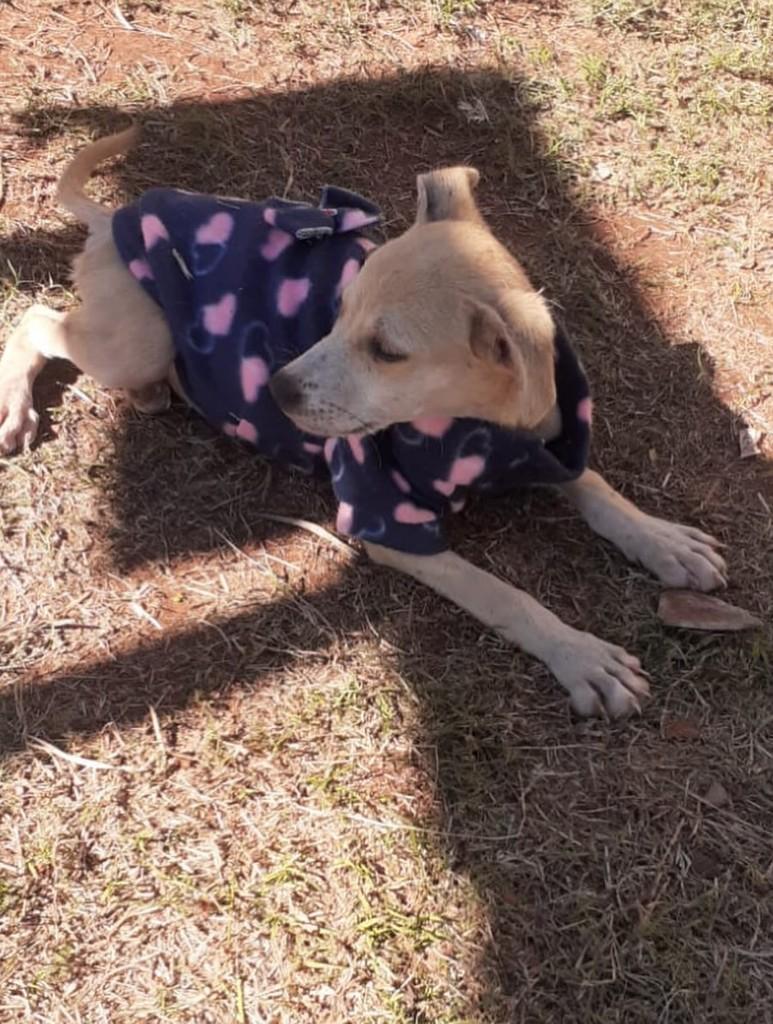 Brisa, cadela de porte pequeno para adoção em Passo Fundo - RS
