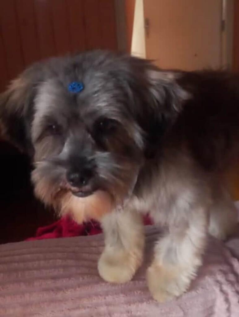 Diesel, cachorro de porte pequeno para adoção em Passo Fundo - RS