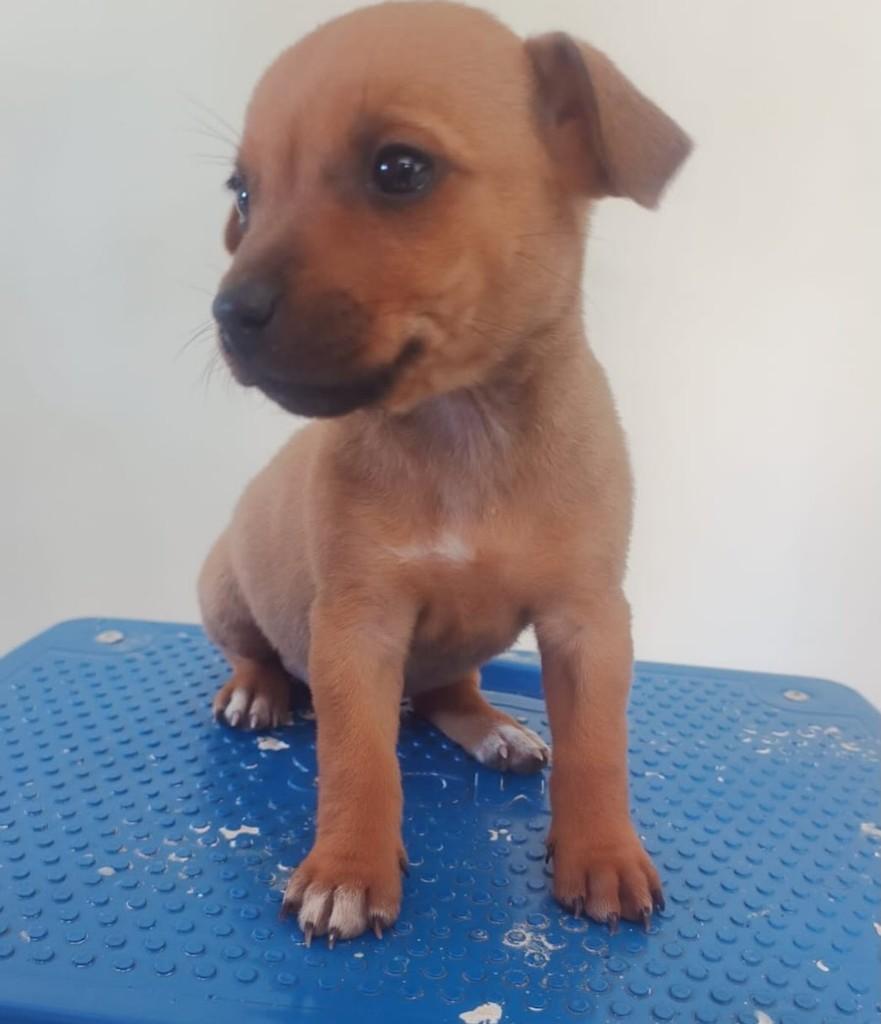 Zoe, cadela de porte pequeno para adoção em Passo Fundo - RS