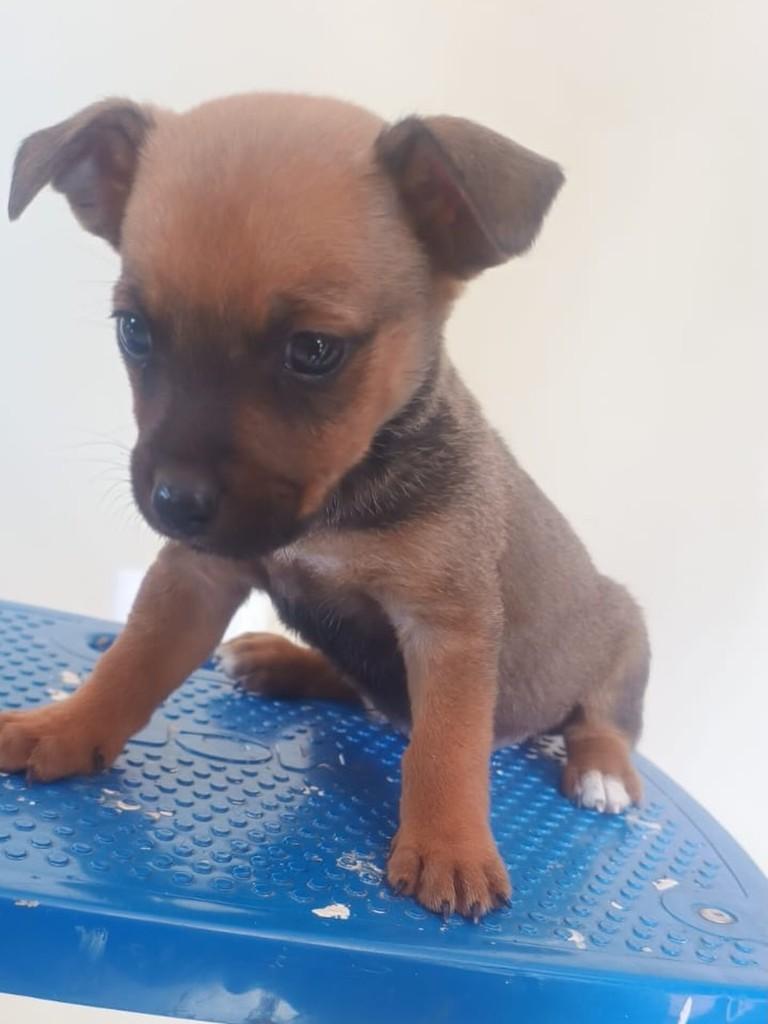 Oliver, cachorro de porte pequeno para adoção em Passo Fundo - RS