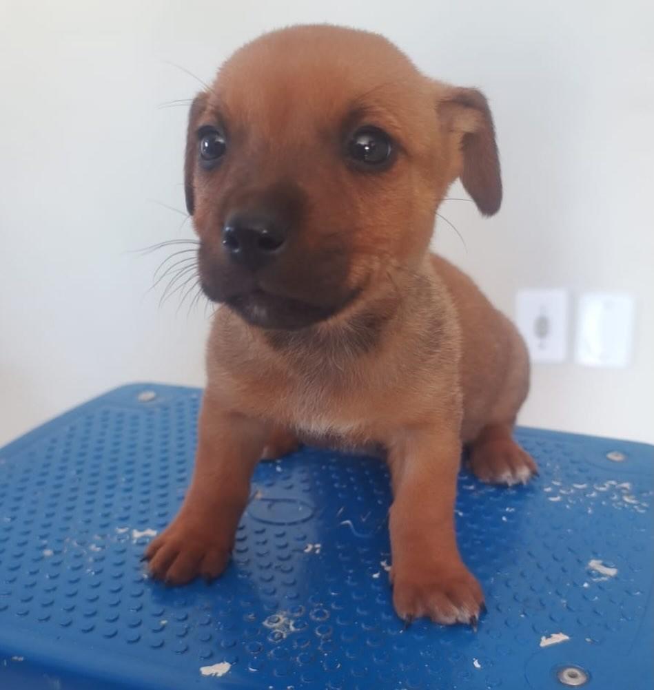 Cookie, cachorro de porte pequeno para adoção em Passo Fundo - RS