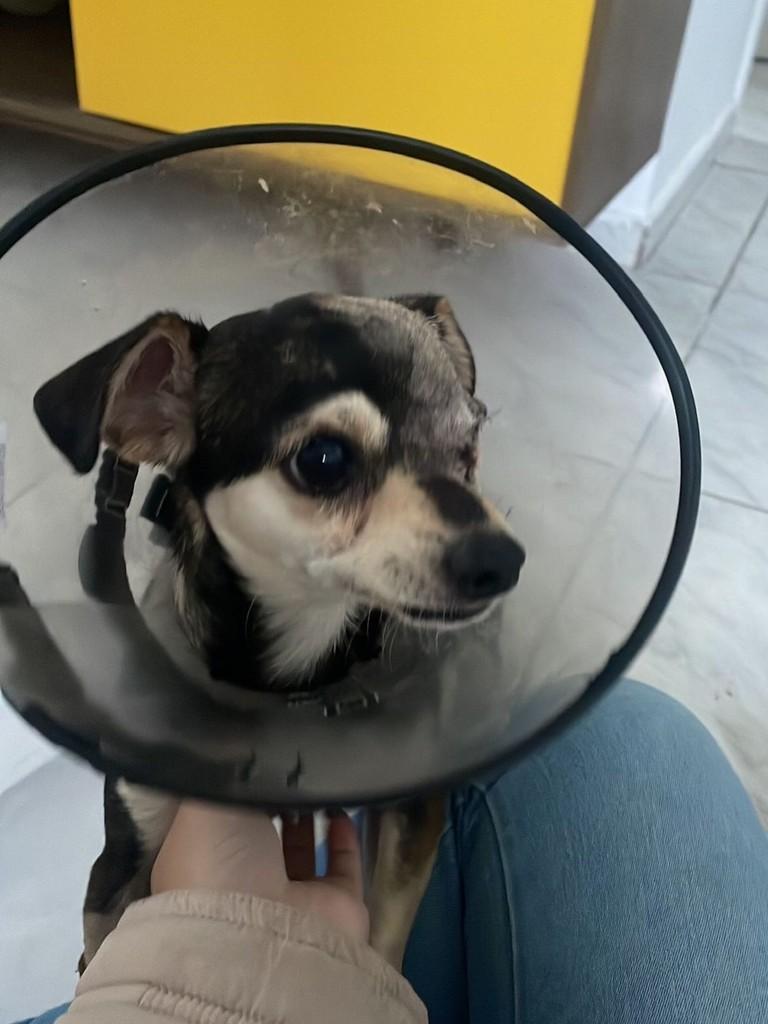 Buck, cachorro de porte pequeno para adoção em Passo Fundo - RS