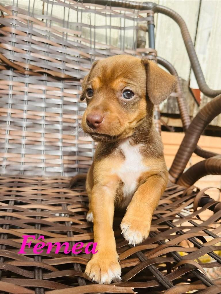 Maby, cachorro de porte pequeno para adoção em Passo Fundo - RS
