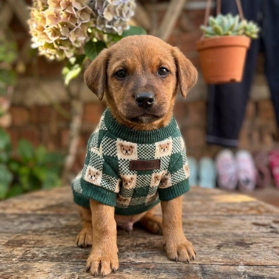 Chico, cachorro de porte pequeno para adoção em Passo Fundo - RS