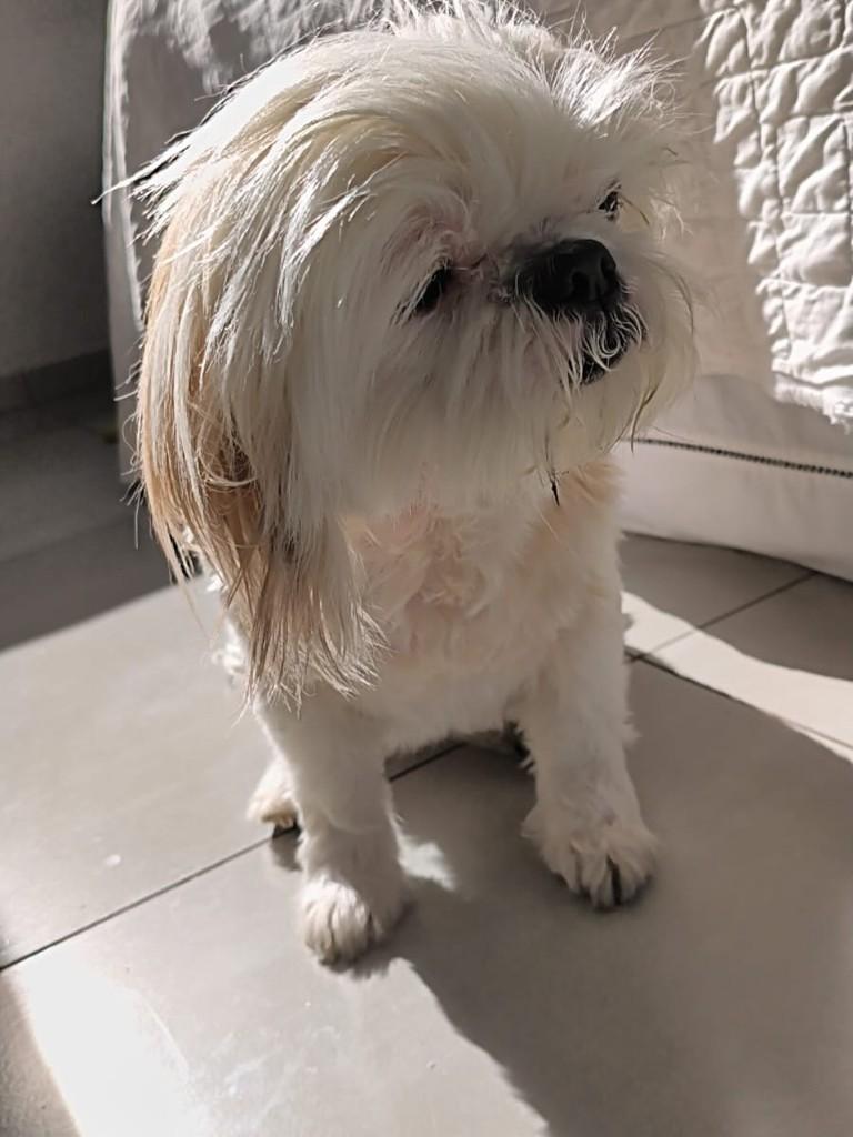Pantufa, cachorro de porte pequeno para adoção em Passo Fundo - RS