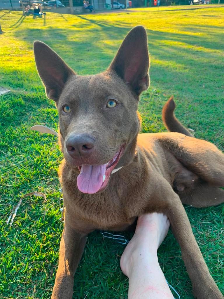 Chocolate, cachorro de porte médio para adoção em Passo Fundo - RS