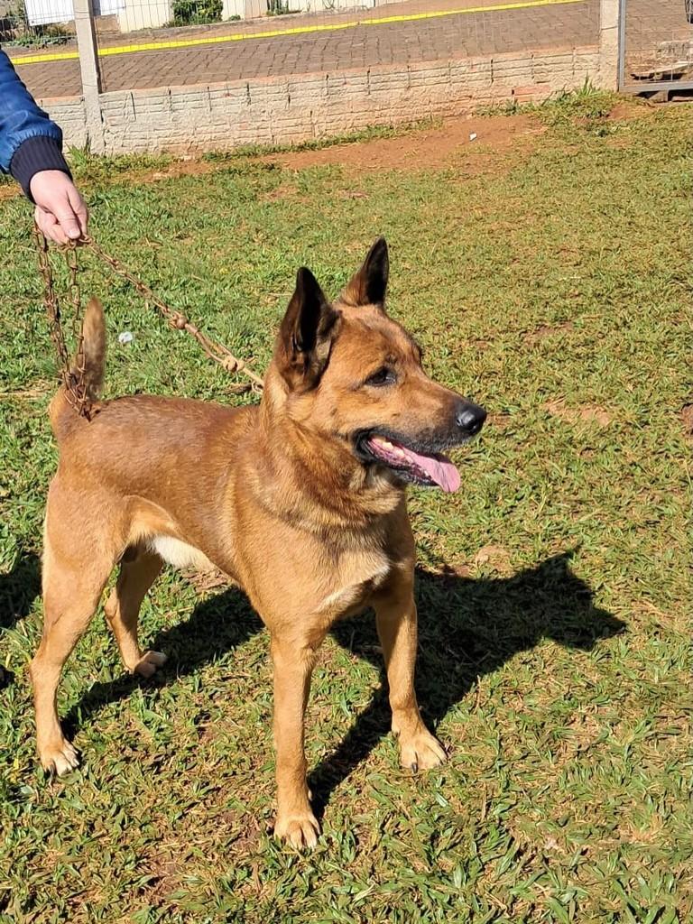 Apólo, cachorro de porte médio para adoção em Passo Fundo - RS