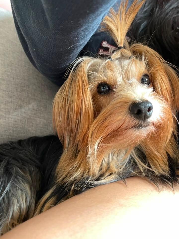 Nate, cachorro de porte médio para adoção em Passo Fundo - RS