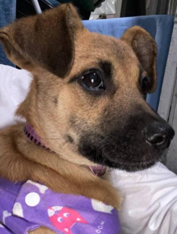 Lola, cadela de porte médio para adoção em Passo Fundo - RS