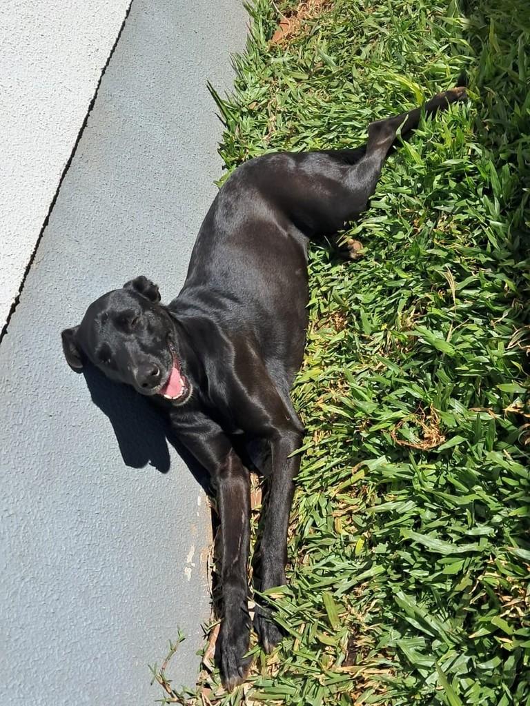 Preta, cadela de porte médio para adoção em Passo Fundo - RS