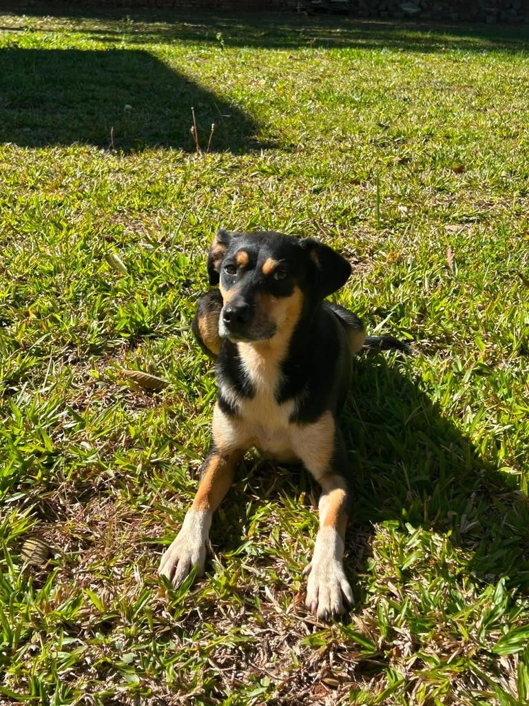 Cacau, cadela de porte médio para adoção em Passo Fundo - RS