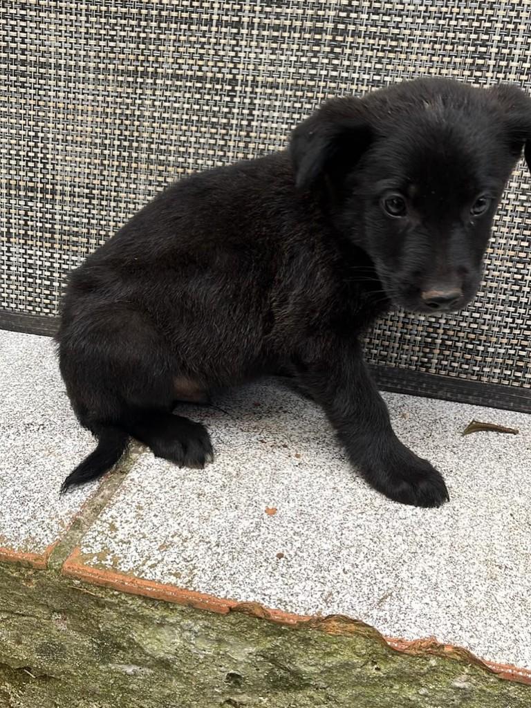 Odin, cachorro de porte grande para adoção em Passo Fundo - RS