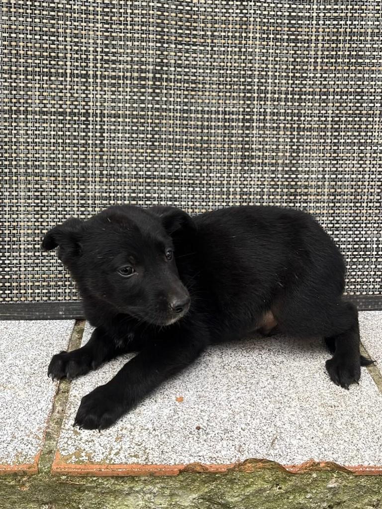Simba, cachorro de porte grande para adoção em Passo Fundo - RS