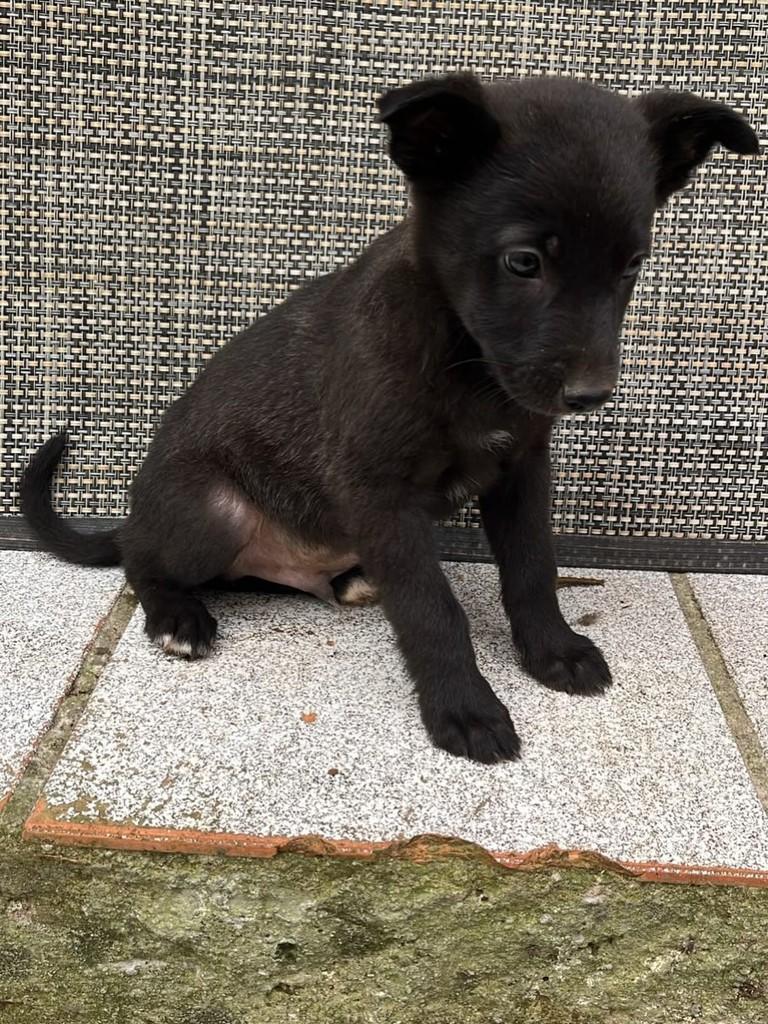 Scott, cachorro de porte grande para adoção em Passo Fundo - RS