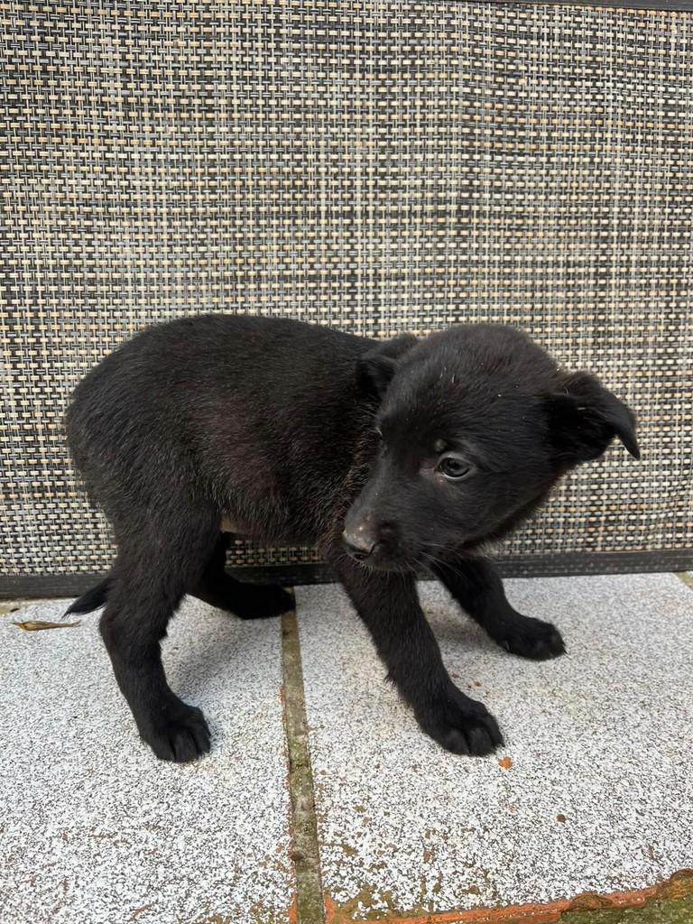 Sofi, cachorro de porte grande para adoção em Passo Fundo - RS