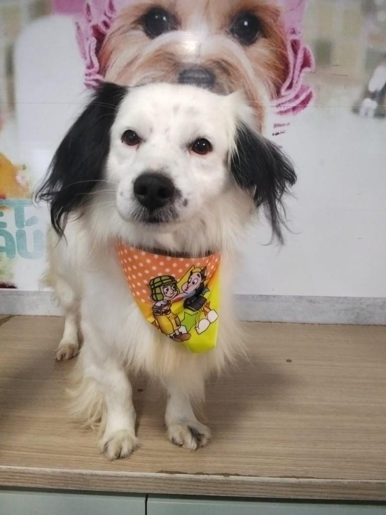 Fred, cachorro de porte pequeno para adoção em Passo Fundo - RS