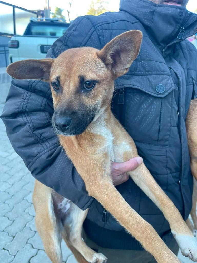 Bela, cachorro de porte pequeno para adoção em Passo Fundo - RS