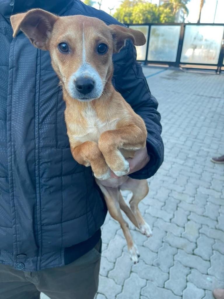 Mila, cadela de porte pequeno para adoção em Passo Fundo - RS