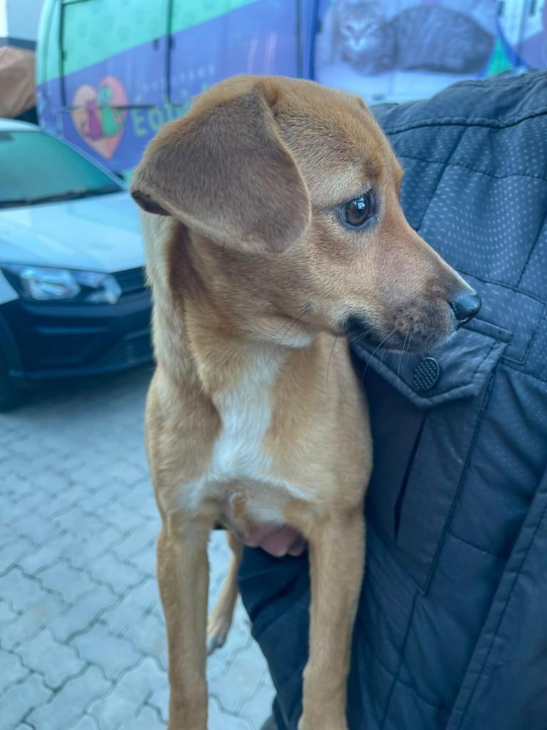 Pipoca, cadela de porte médio para adoção em Passo Fundo - RS