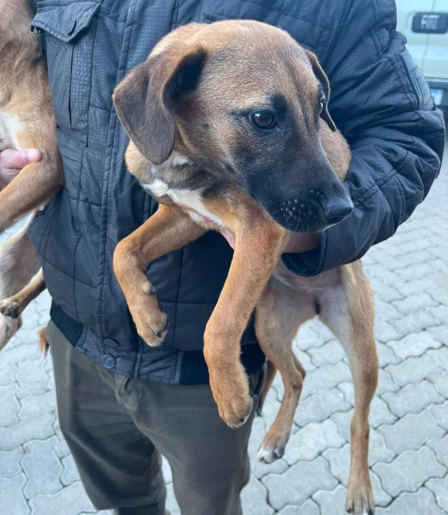 Lua, cadela de porte pequeno para adoção em Passo Fundo - RS