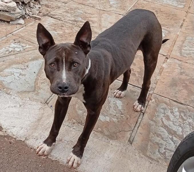 Aimoré, cachorro de porte médio para adoção em Passo Fundo - RS