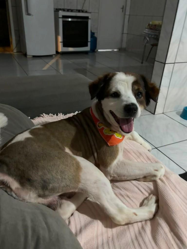 Alvin, cachorro de porte médio para adoção em Passo Fundo - RS