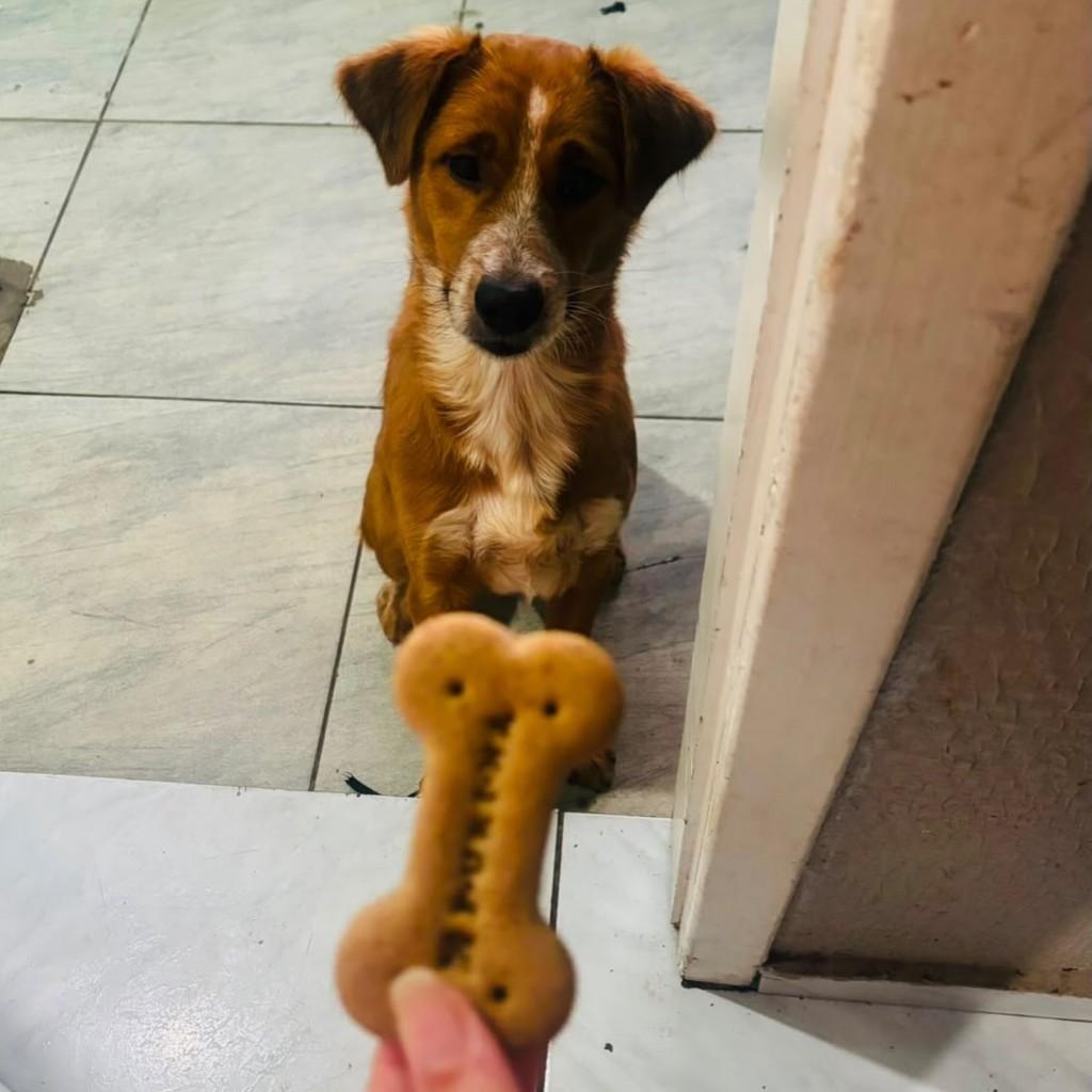 Jorge, cachorro de porte médio para adoção em Passo Fundo - RS
