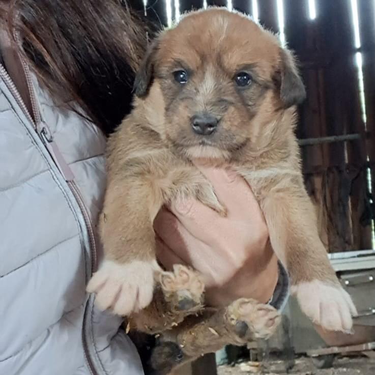 Ursula, cadela de porte pequeno para adoção em Passo Fundo - RS