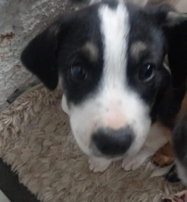 Nino, cachorro de porte médio para adoção em Passo Fundo - RS