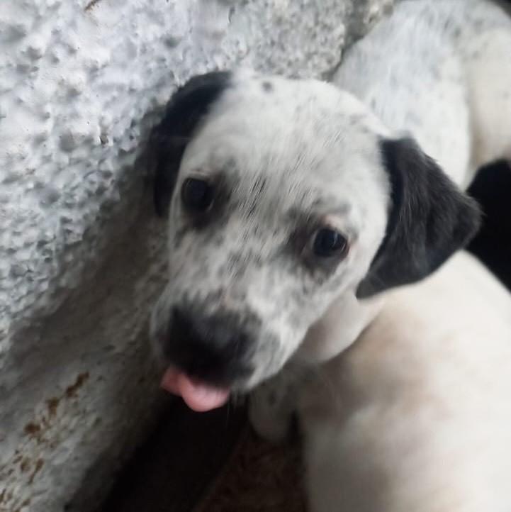 Flocos, cadela de porte pequeno para adoção em Passo Fundo - RS