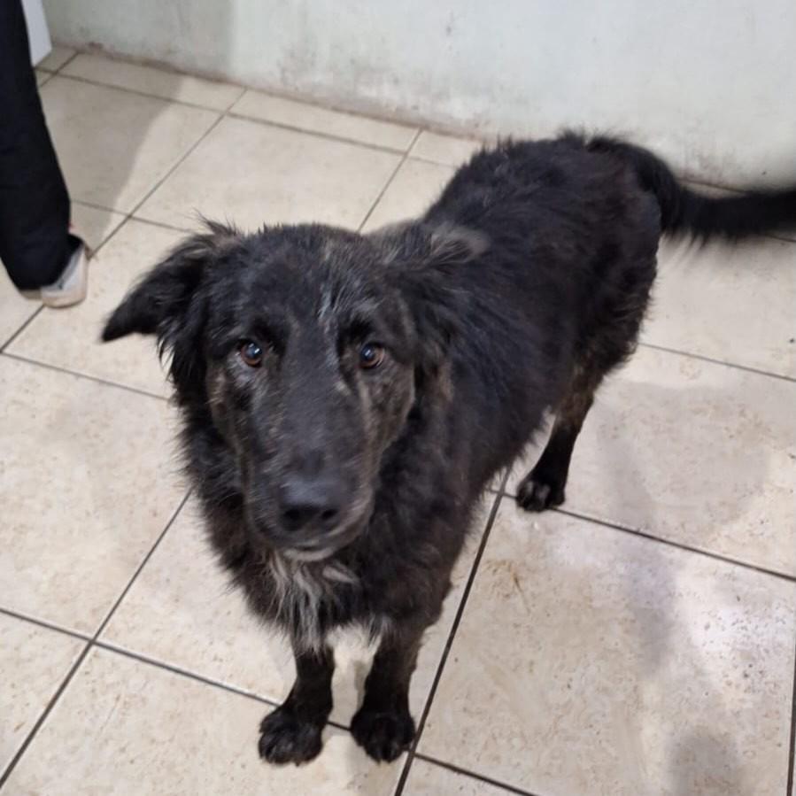 Urso, cachorro de porte médio para adoção em Passo Fundo - RS