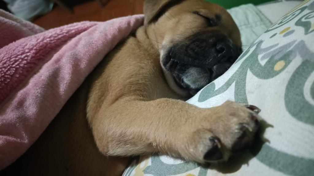 Lorenzo, cachorro de porte médio para adoção em Passo Fundo - RS