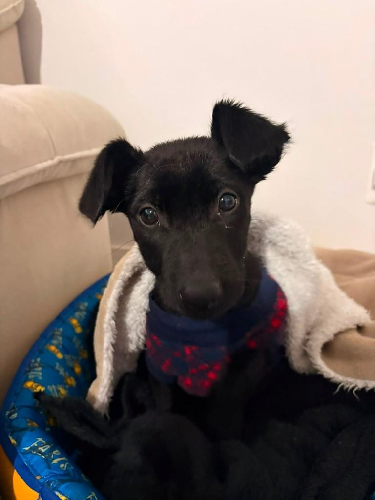 Feijão, cachorro de porte médio para adoção em Passo Fundo - RS