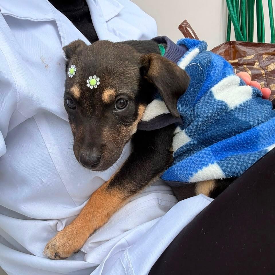 Pudim, cachorro de porte médio para adoção em Passo Fundo - RS