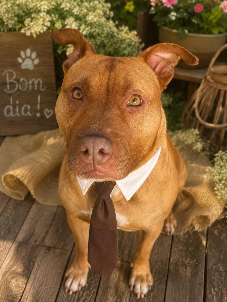 Caramelo, cachorro de porte médio para adoção em Passo Fundo - RS